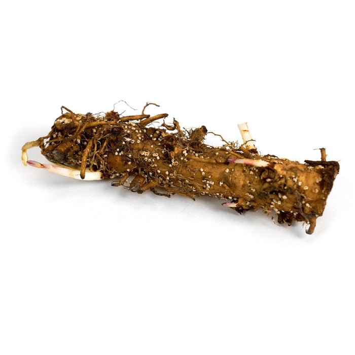 Nugget Hop Rhizome