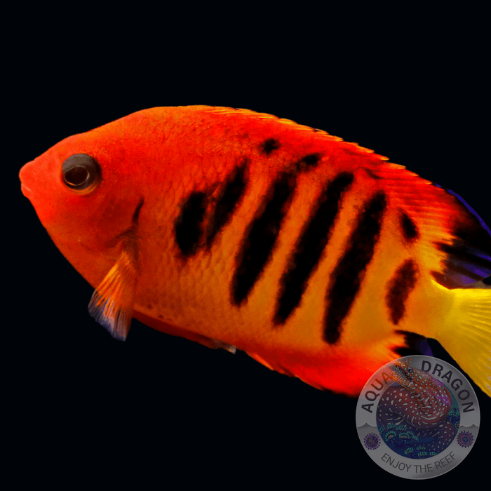 Centropyge loricula „Flammen-Zwergkaiserfisch“