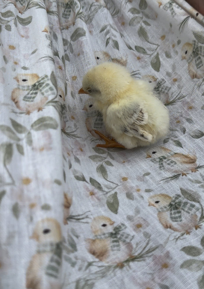 Chicks Handembroidered Girl Dress
