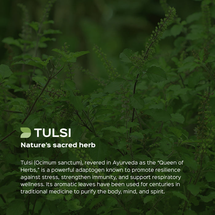 Holy Basil / Tulsi (Ocimum Sanctum) Dry Extract - 2.5% Total Usrolic Acid by HPLC