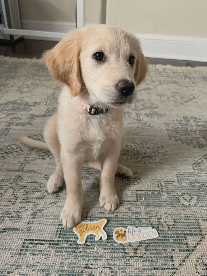 Stay Golden - Cute Golden Retriever Dog Sticker